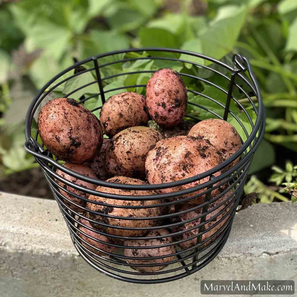 Red potatoes How to Make Mashed Potatoes the easy method from Marvel and Make at marvelandmake.com